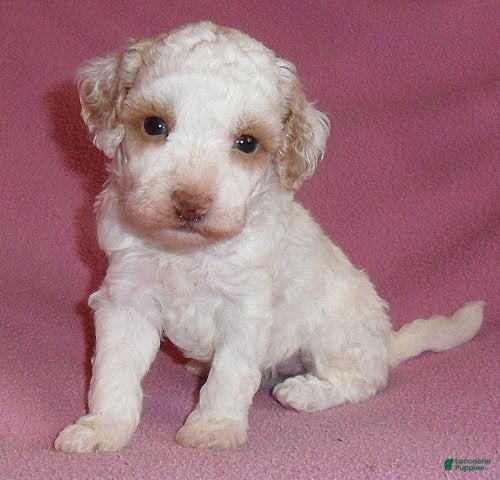 Miniature Poodle dogs Lola - Ad 1
