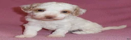 Miniature Poodle dogs for sale: Lola - Ad 1