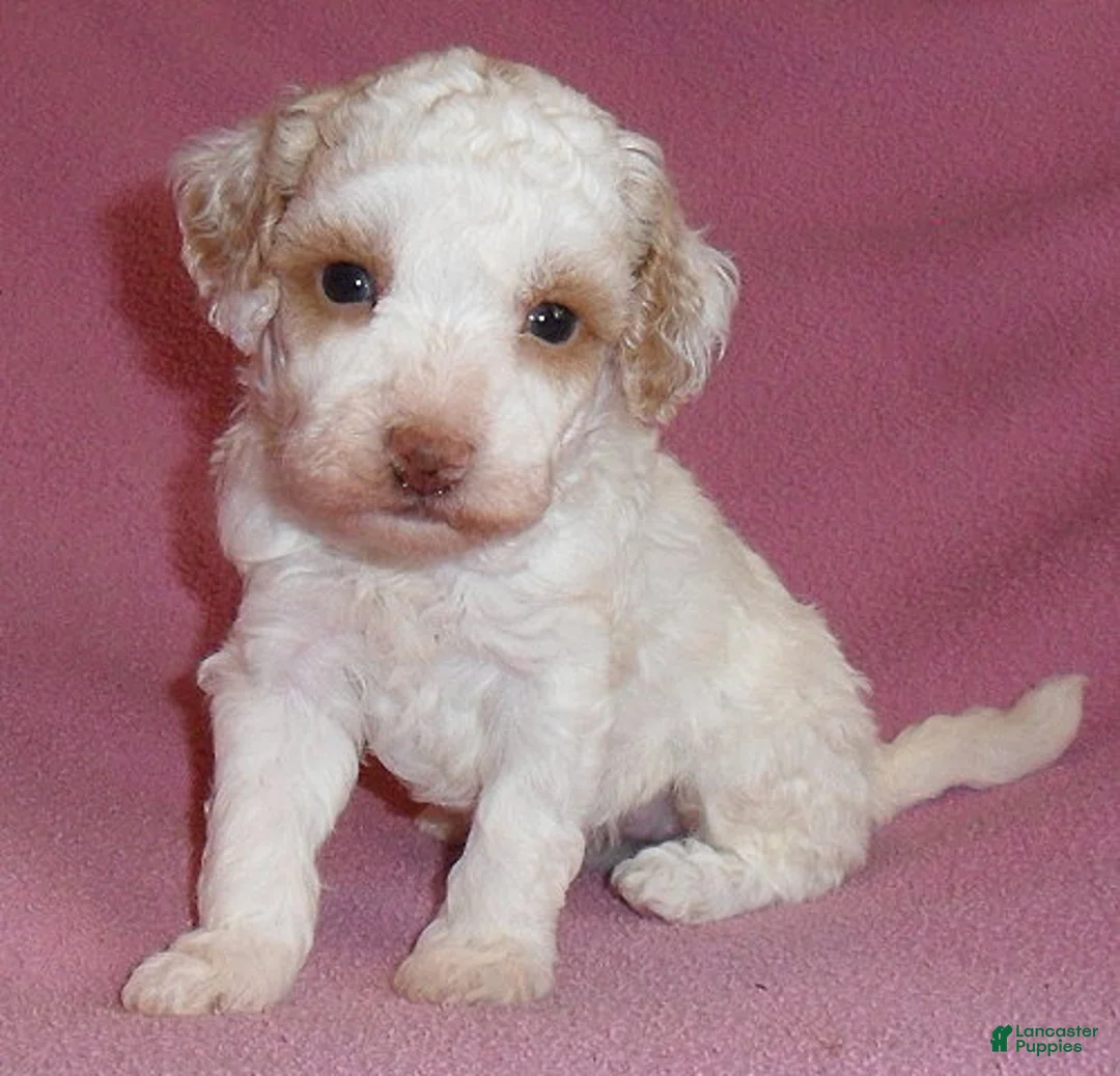 Miniature Poodle dogs for sale: Lola - Ad 1