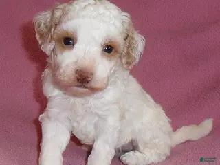 Miniature Poodle dogs for sale: Lola - Ad 3