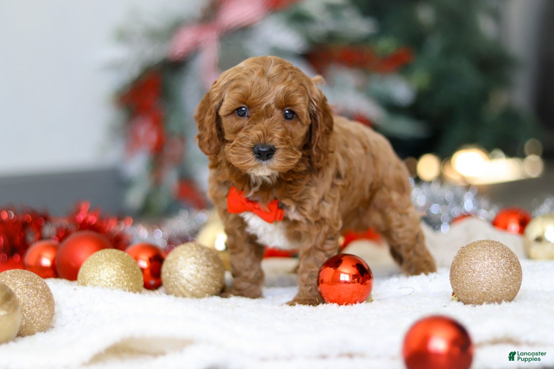 Cockapoo dogs for sale: Hudson - Ad 5