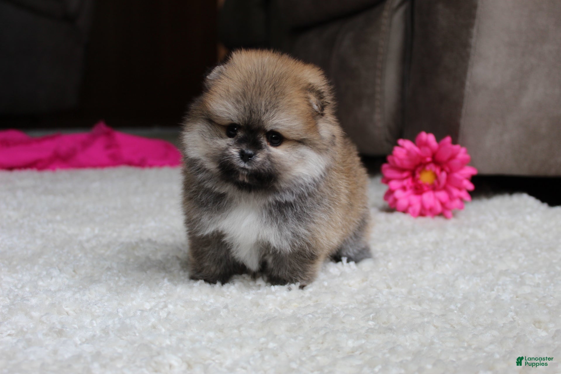 Pomeranian dogs Teacup Paisley - Ad 2