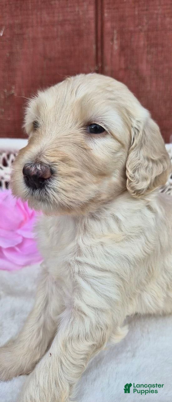 Goldendoodle dogs for sale: Zayla - Ad 3