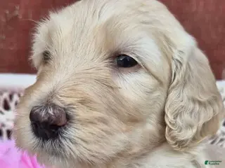 Goldendoodle dogs for sale: Zayla - Ad 3