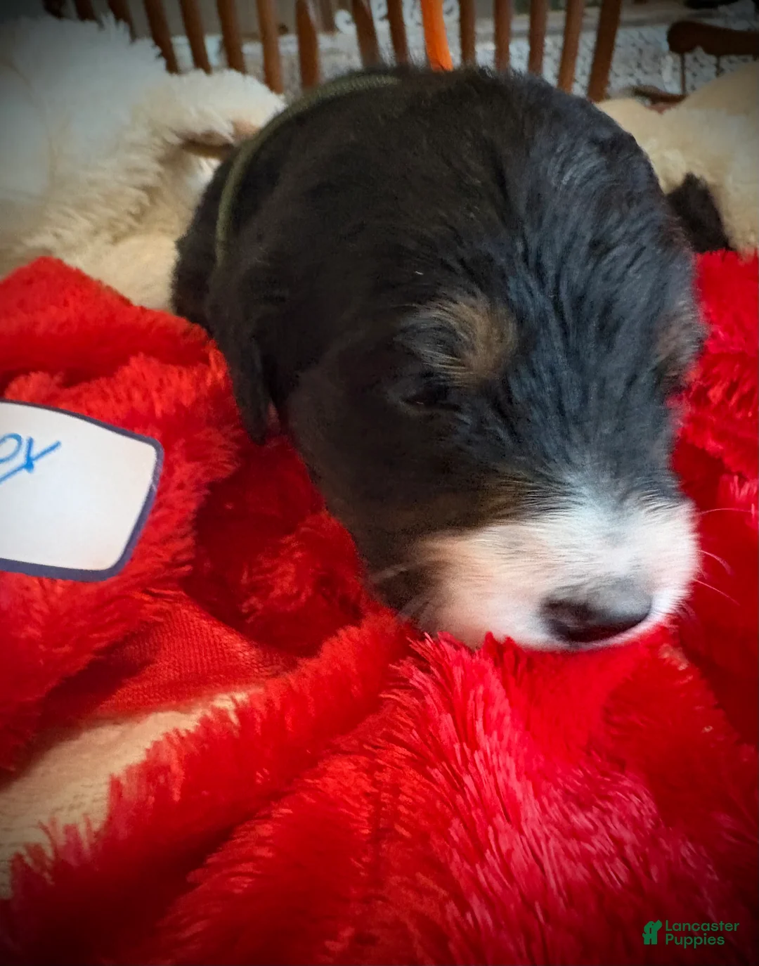 Mixed Breed dogs for sale: male # 3 English Shepherd Doodle  - Ad 6