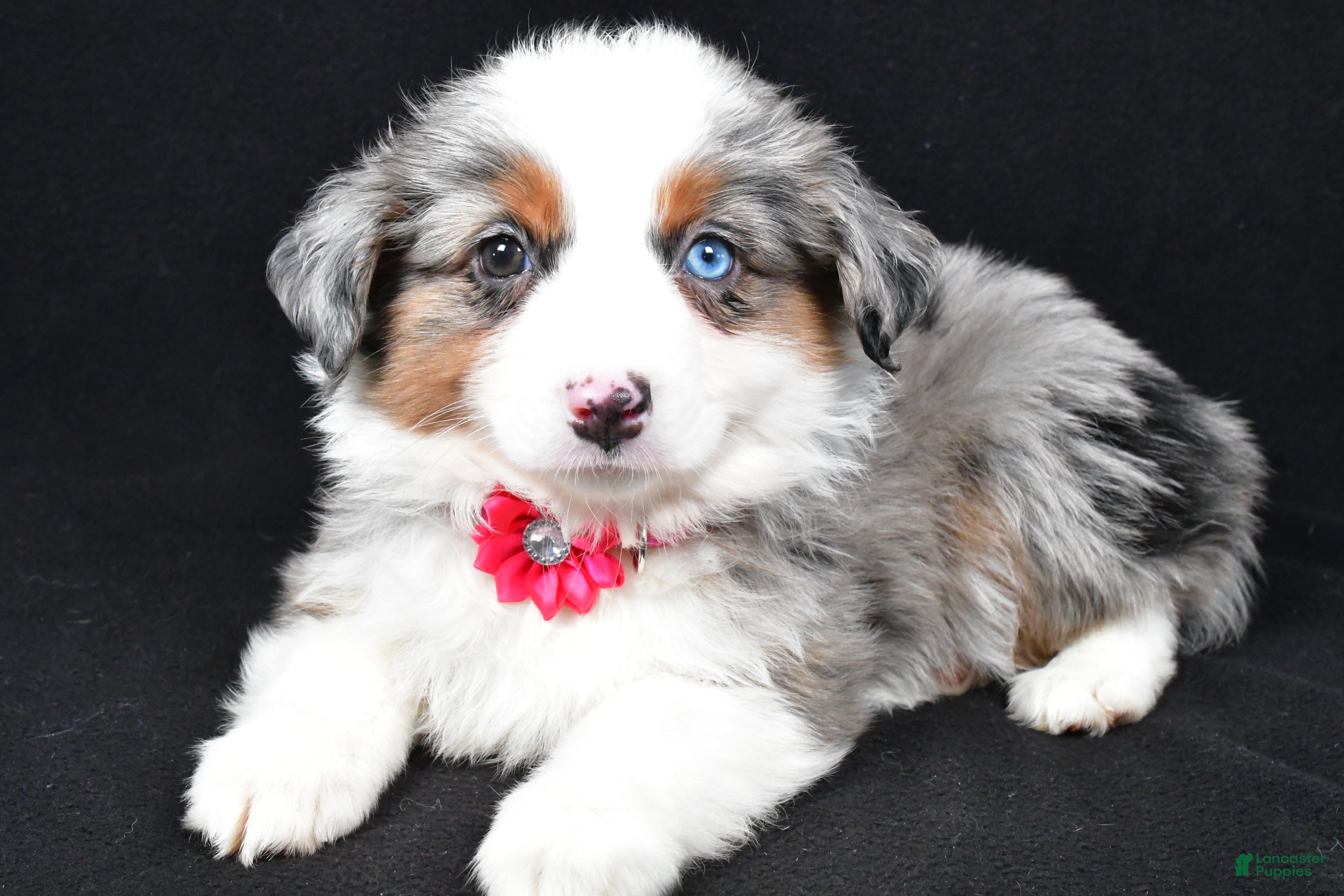 Miniature Australian Shepherd dogs Lola - Ad 2