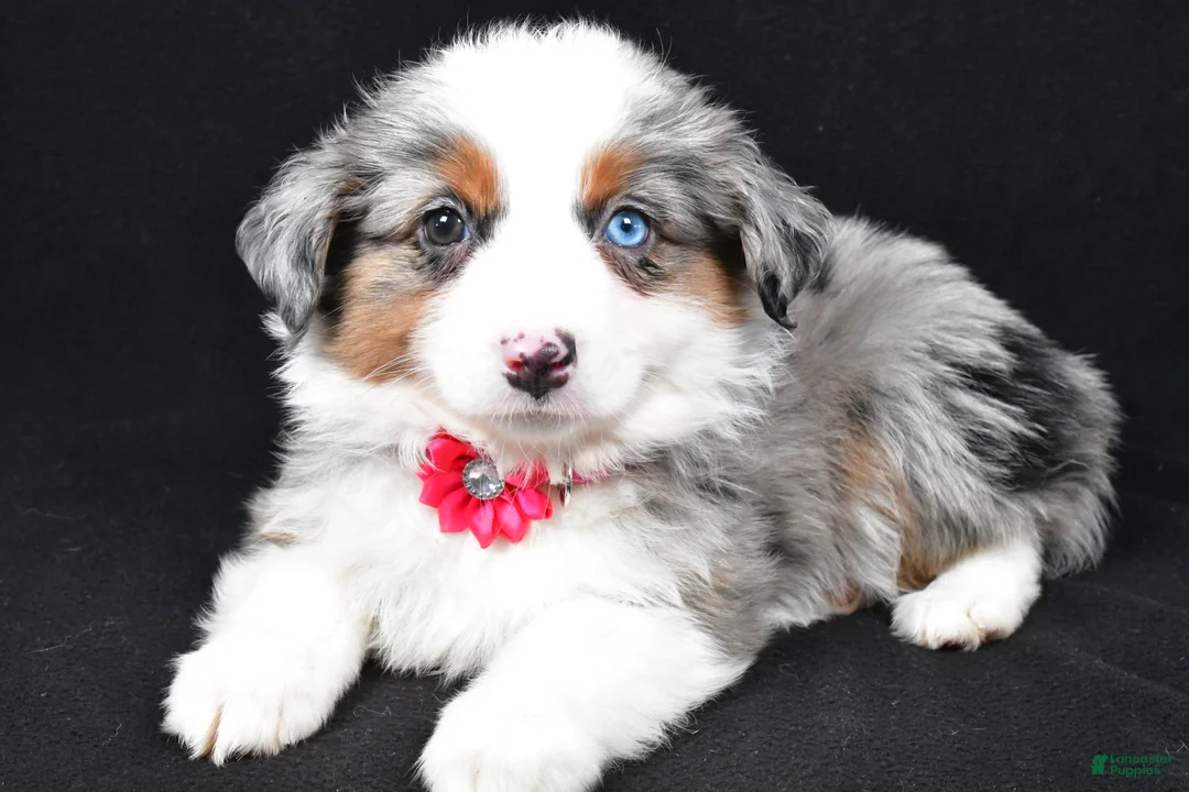 Miniature Australian Shepherd dogs for sale: Lola - Ad 7