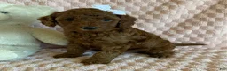 Cavapoo dogs for sale: Gingerbread - Ad 3