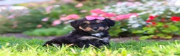 Mixed Breed dogs for sale: Maple - Ad 4