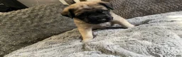 English Mastiff dogs for stud: Axle. - Ad 14