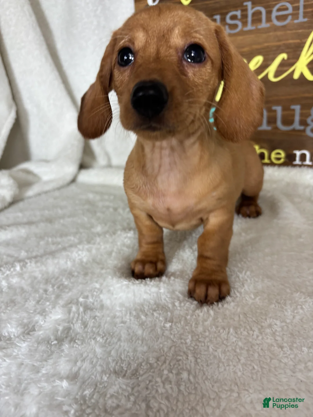 Dachshund dogs for sale: Dixie - Ad 1
