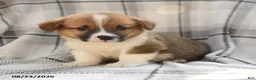 Welsh Corgi Pembroke dogs for sale: Sterling - Ad 5