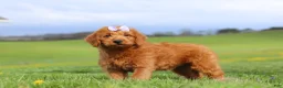 Labradoodle dogs for sale: Sandy - Ad 3