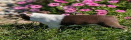 Boston Terrier dogs for sale: Red Pepper - Ad 6