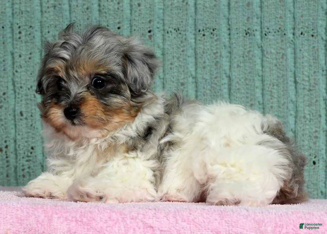 Pomapoo dogs for sale: Belle - Ad 5