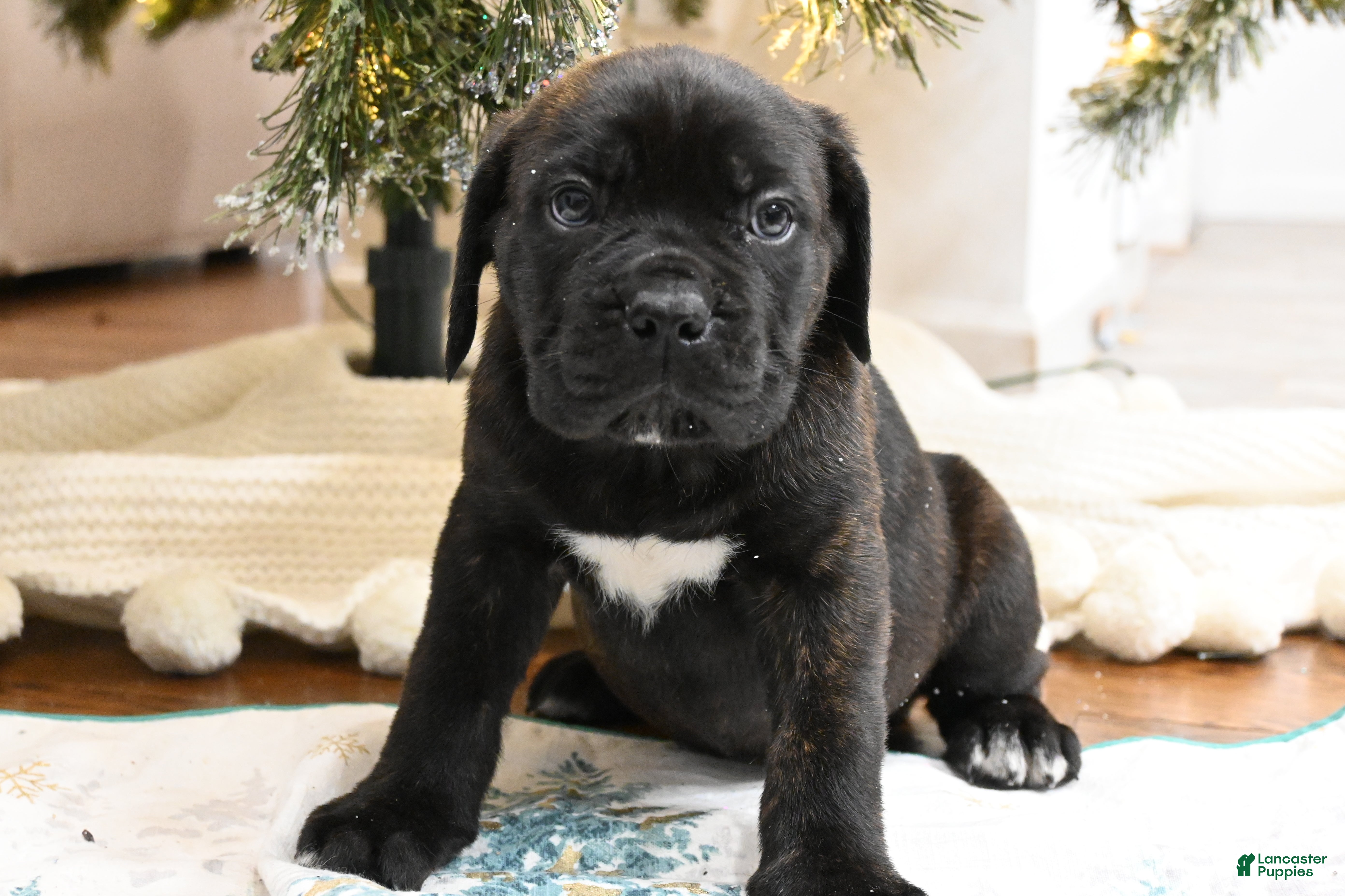 Cane Corso dogs Cove - Ad 11