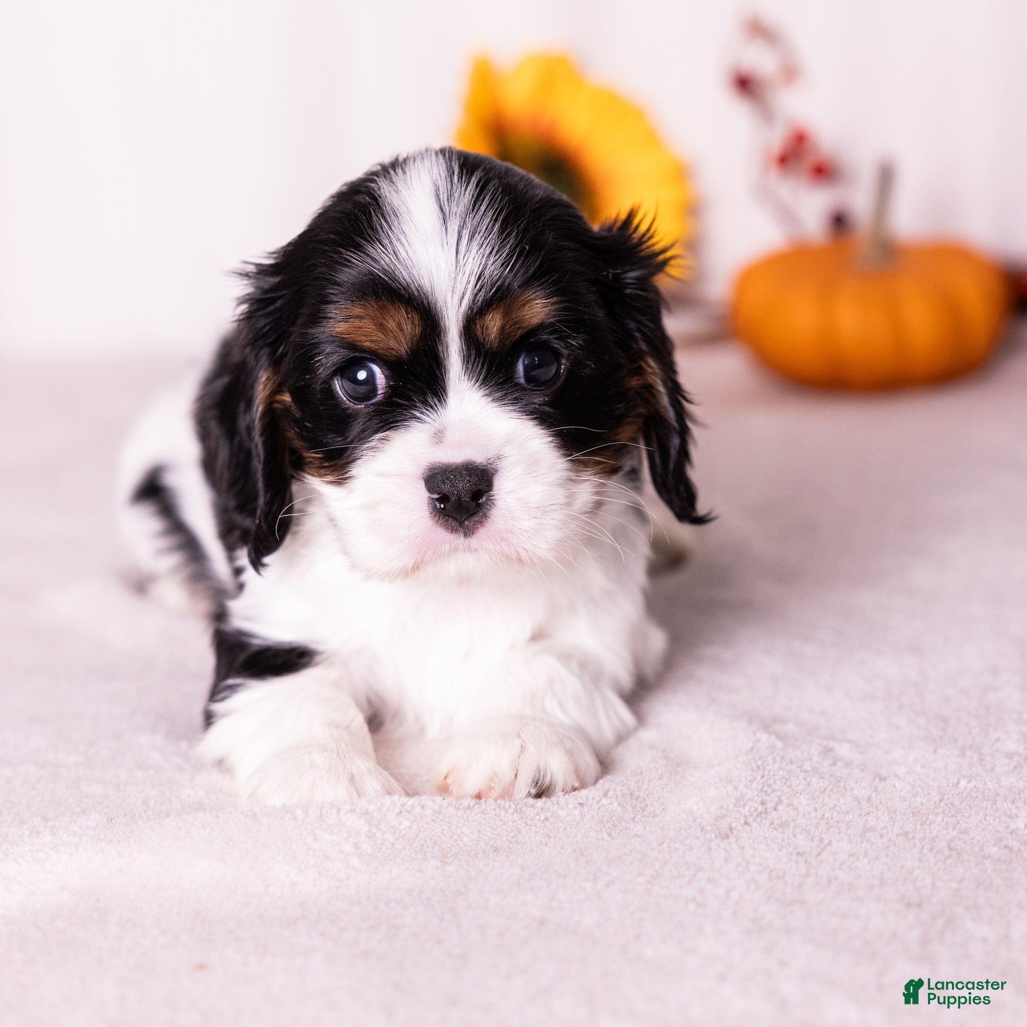 Cavalier King Charles Spaniel dogs Oreo - Ad 1