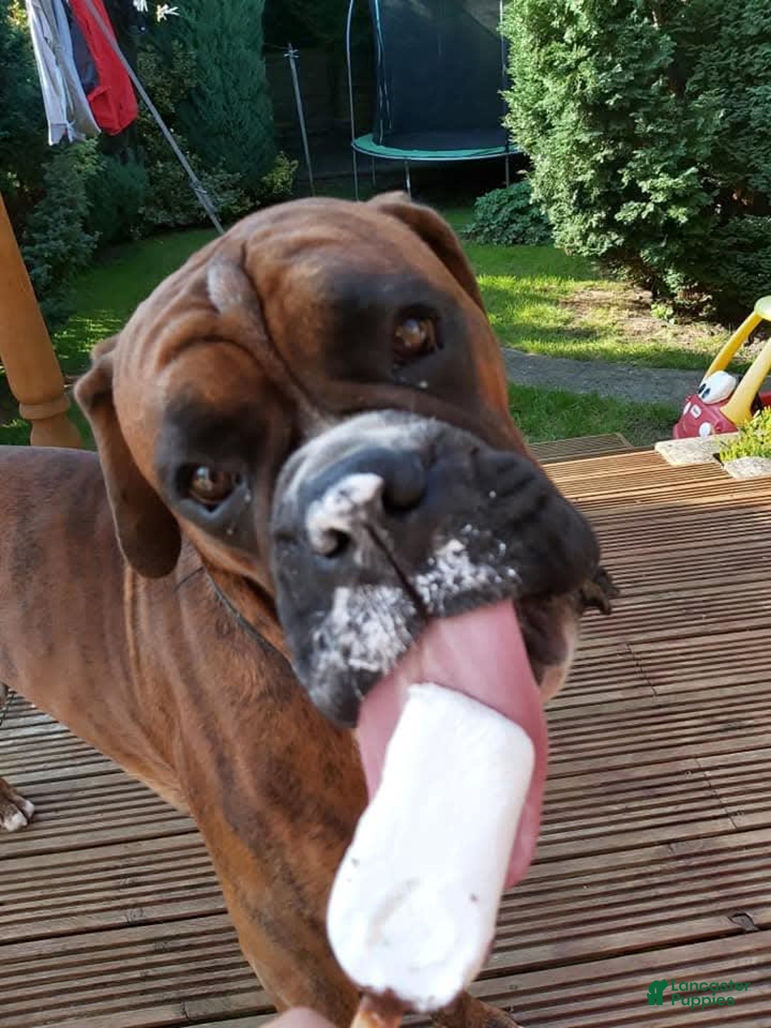 Gallery Image {{count}}