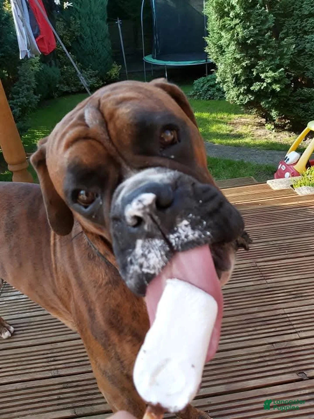 Gallery Image {{count}}