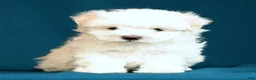 Maltese dogs for sale: Amber - Ad 4