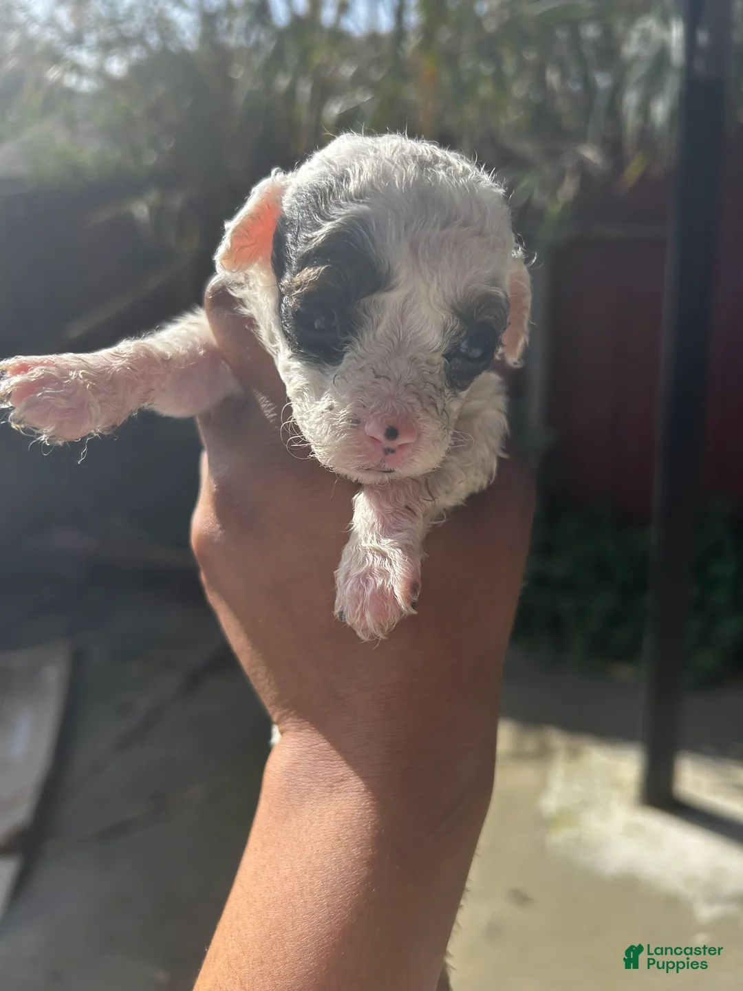 Miniature Poodle dogs for sale: Miniature Poodle Puppy 5 - Ad 1