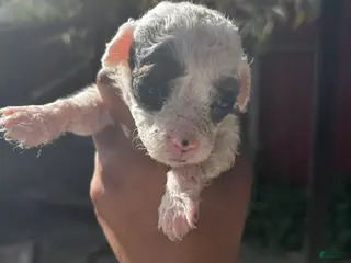 Miniature Poodle dogs Miniature Poodle Puppy 5 - Ad 7