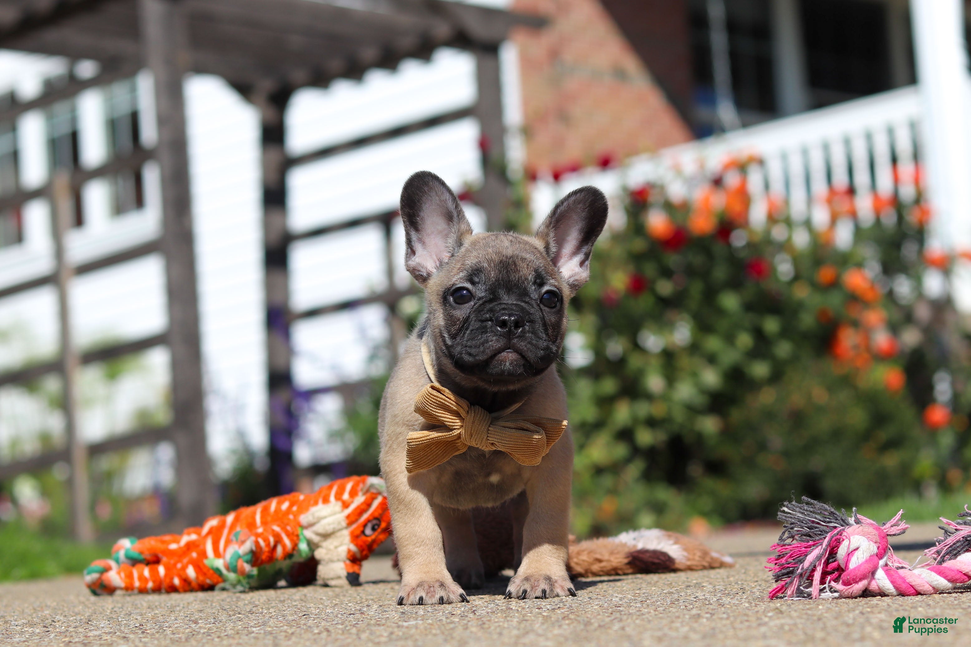 French Bulldog dogs for sale: Benny - Ad 2