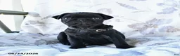 Pug dogs for sale: Marvin - Ad 5