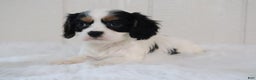 Cavalier King Charles Spaniel dogs for sale: Bella - Ad 1