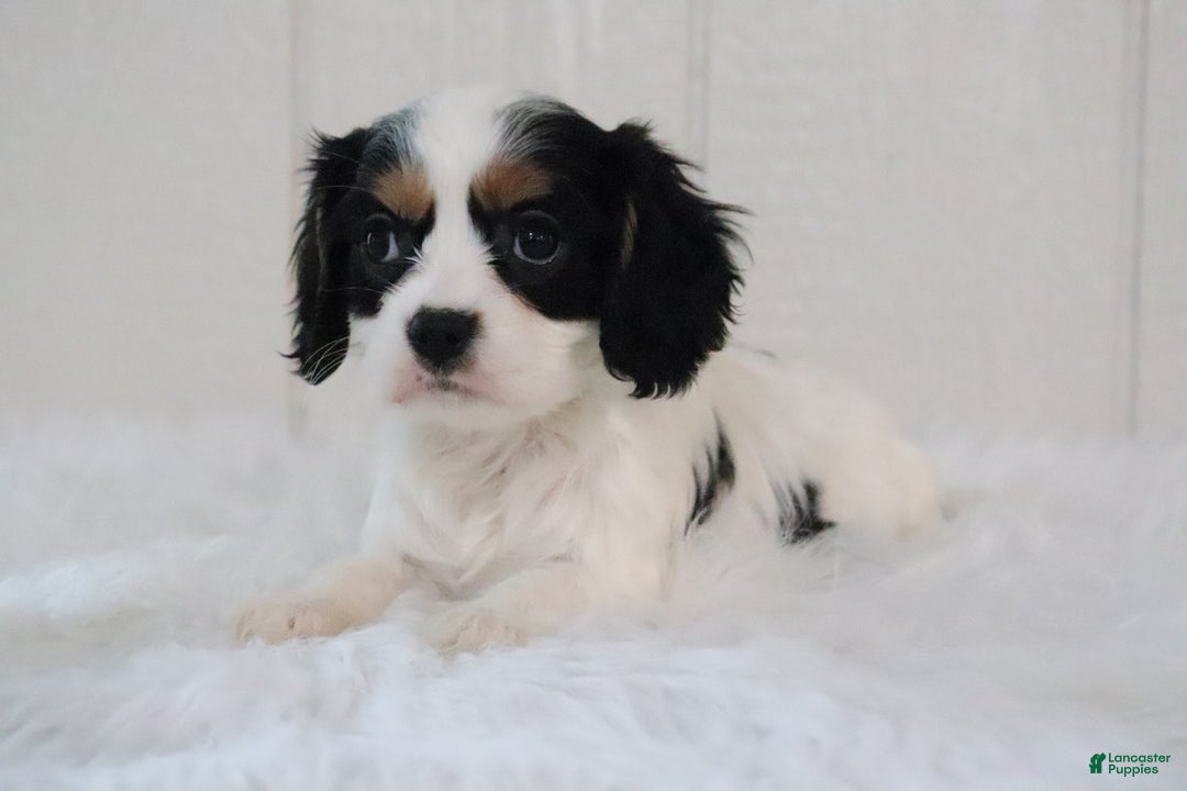 Cavalier King Charles Spaniel dogs for sale: Bella - Ad 1