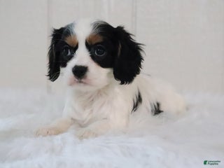 Cavalier King Charles Spaniel dogs Bella - Ad 9