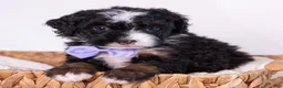 Mini Bernedoodle dogs for sale: Kate - Ad 4