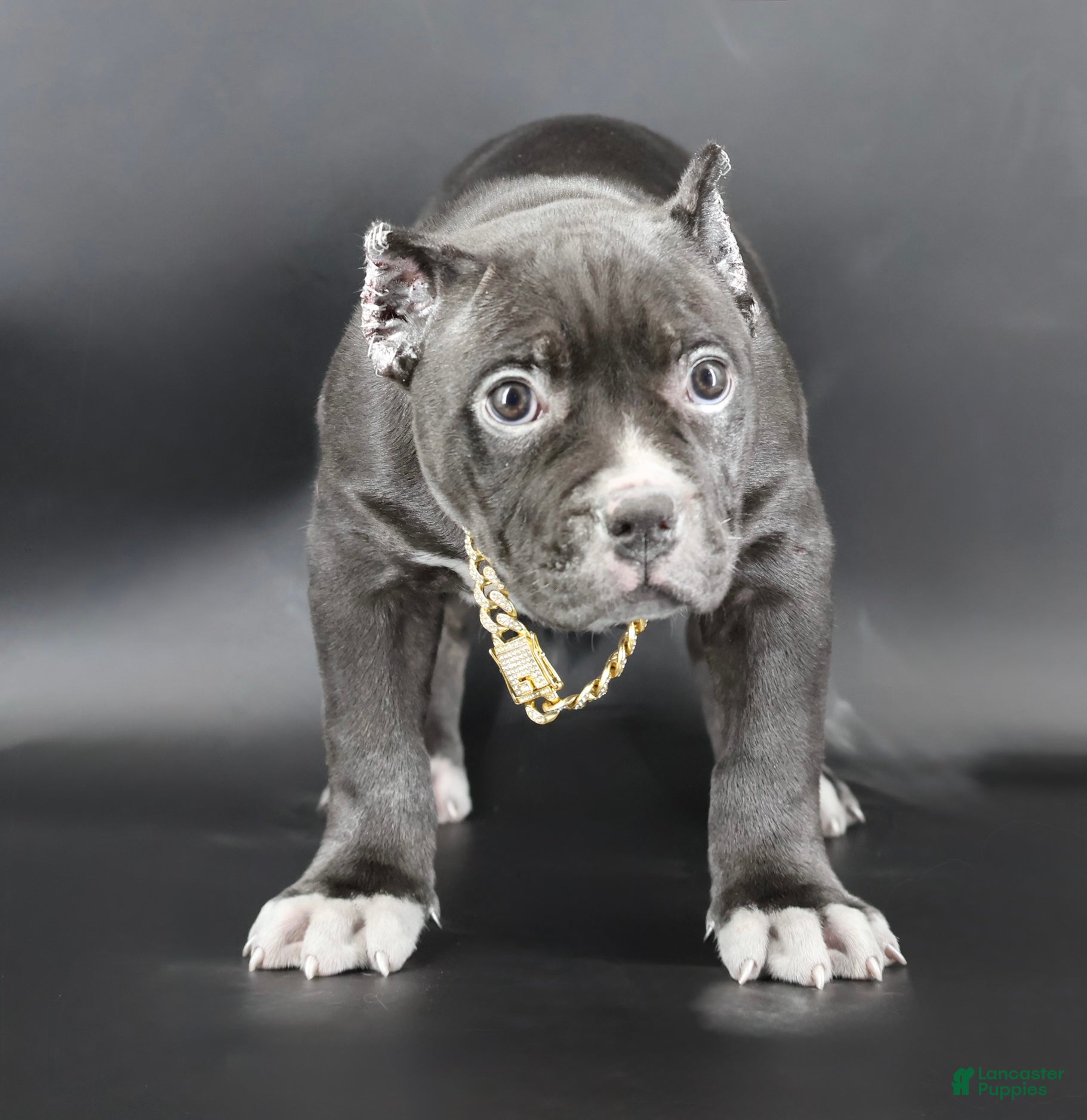 American Bully dogs Mulan - Ad 7