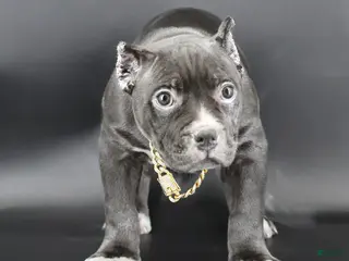 American Bully dogs Mulan - Ad 7