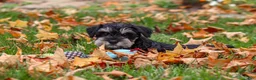 Miniature Schnauzer dogs for sale: Rowan - Ad 7