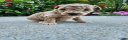 Bichpoo dogs for sale: Winston - Ad 2