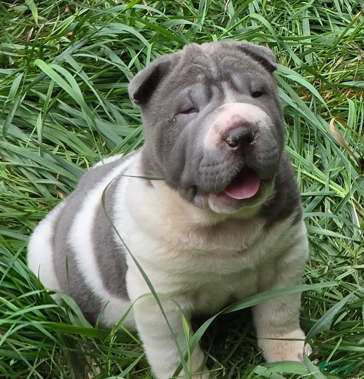 Shar Pei dogs Travis Blue flower brush coat mini - Ad 1