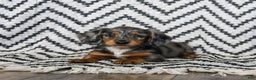 Miniature Dachshund dogs for sale: Vermont - Ad 2
