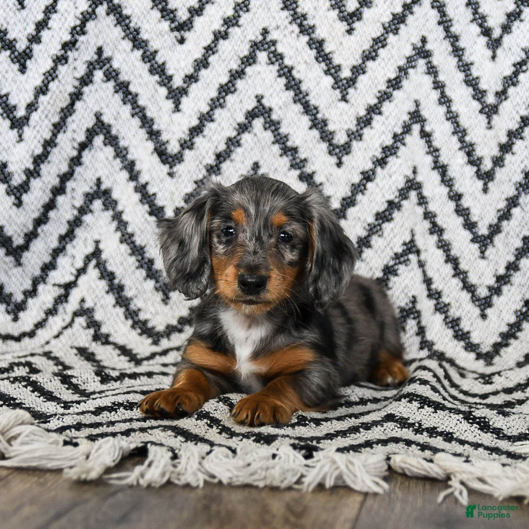 Miniature Dachshund dogs for sale: Vermont - Ad 2