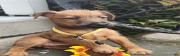 Irish Terrier dogs for sale: Ruby - Ad 3