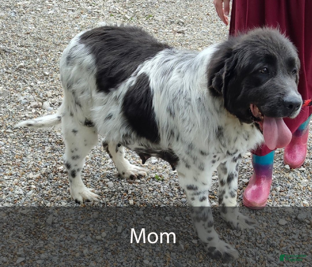 Newfoundland dogs for sale: Hugo - Ad 7