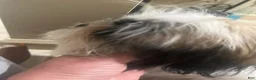 Shih Tzu dogs for sale: Shih Tzu Puppy 1 - Ad 6