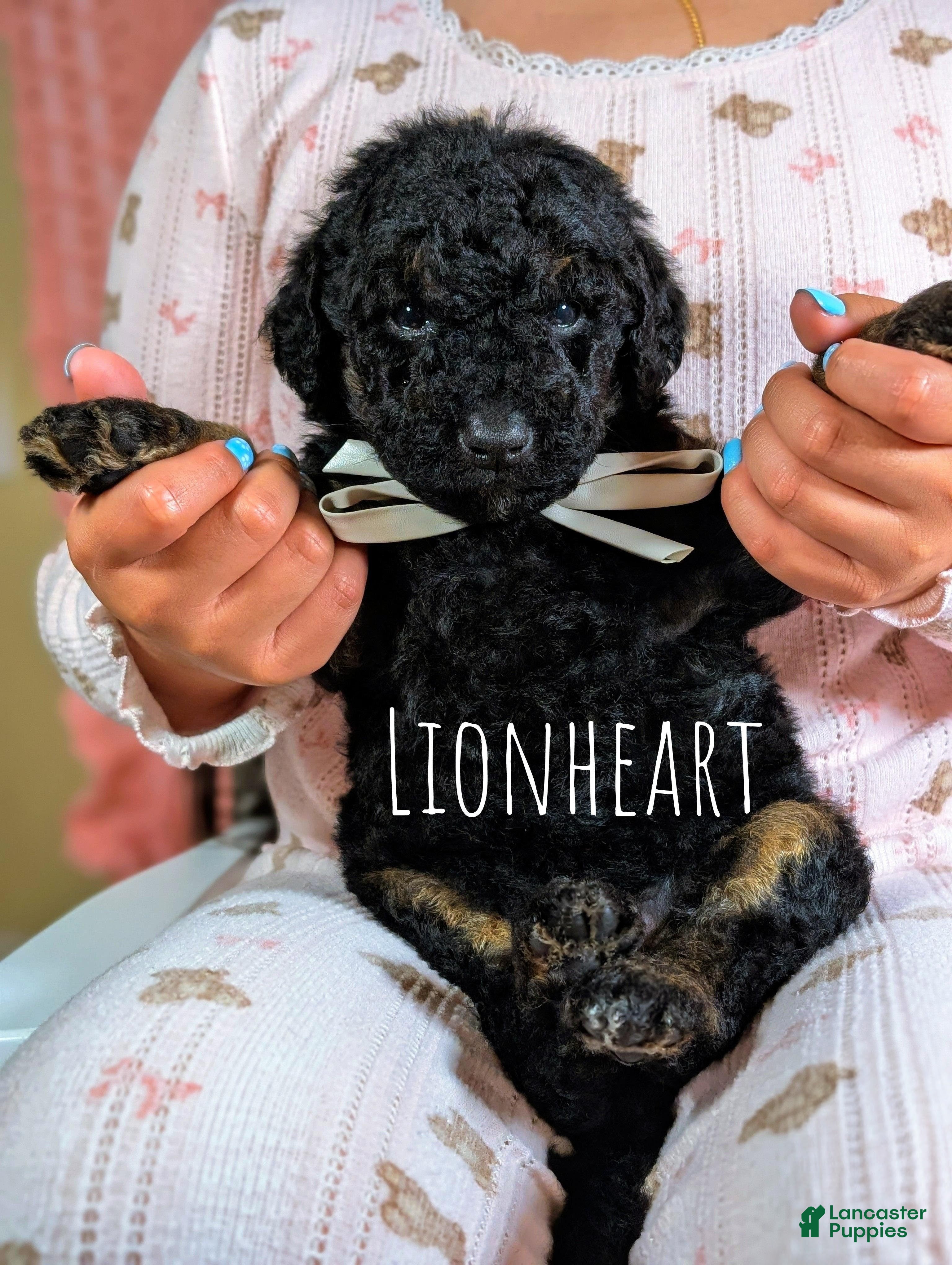 Mixed Breed dogs LIONHEART  - Ad 1