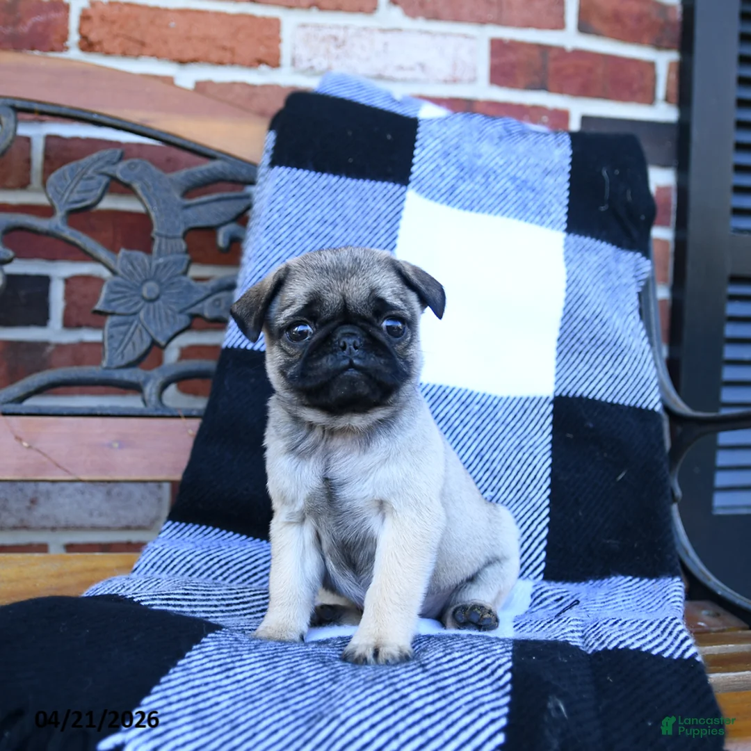 Pug dogs for sale: Tonya - Ad 1
