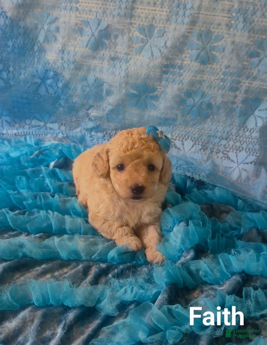 Toy Poodle dogs for sale: Faith - Ad 2