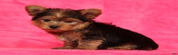 Yorkshire Terrier dogs for sale: Teddy - Ad 8