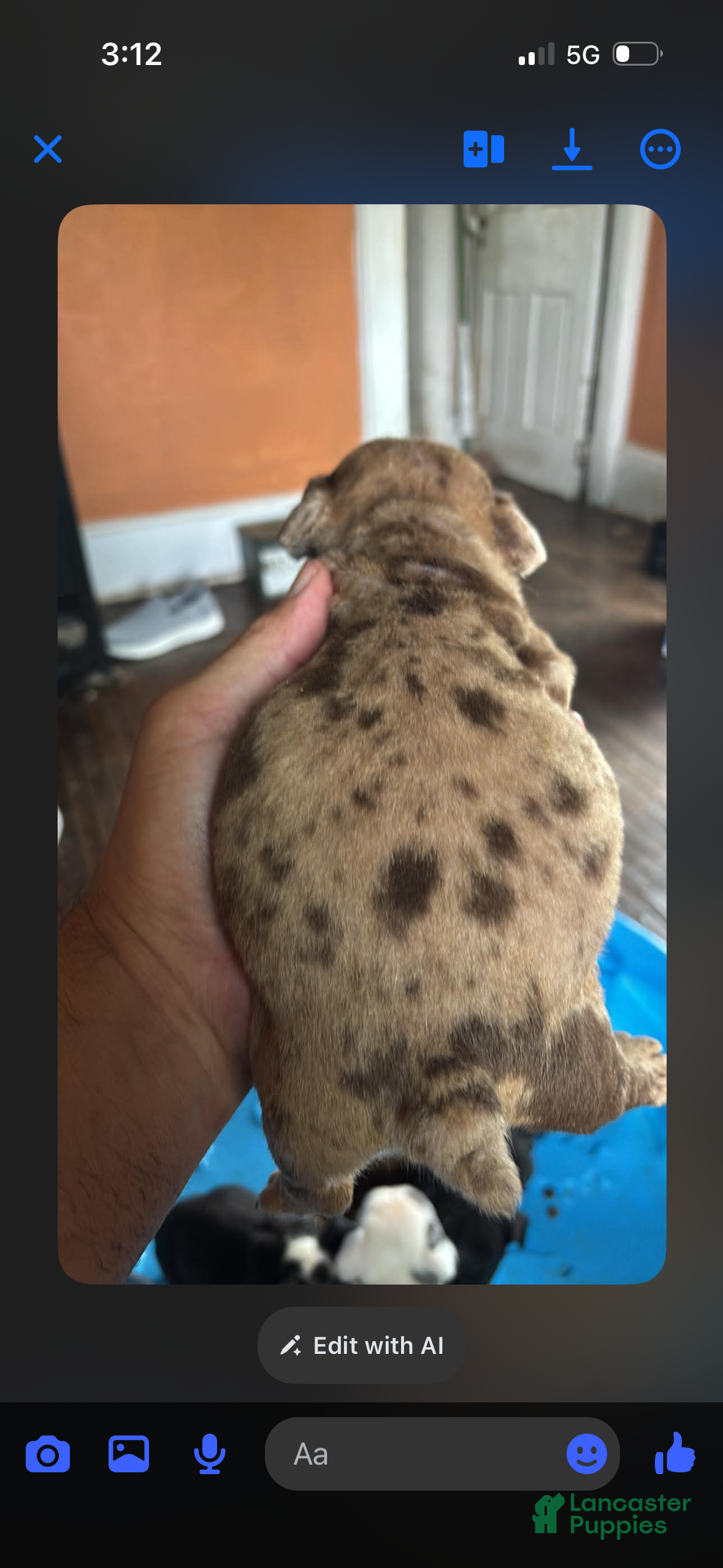 English Bulldog dogs Josie - Ad 2