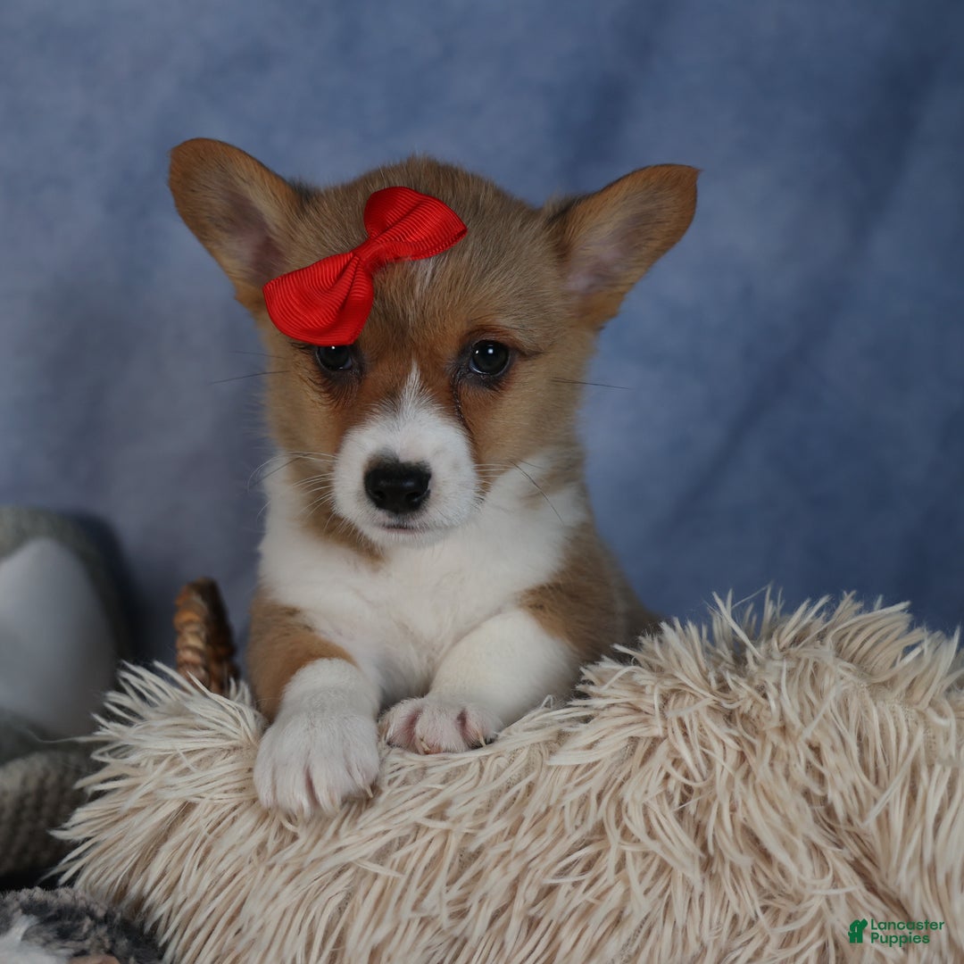 Welsh Corgi Pembroke dogs for sale: Diva - Ad 1