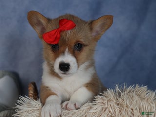 Welsh Corgi Pembroke dogs Diva - Ad 41