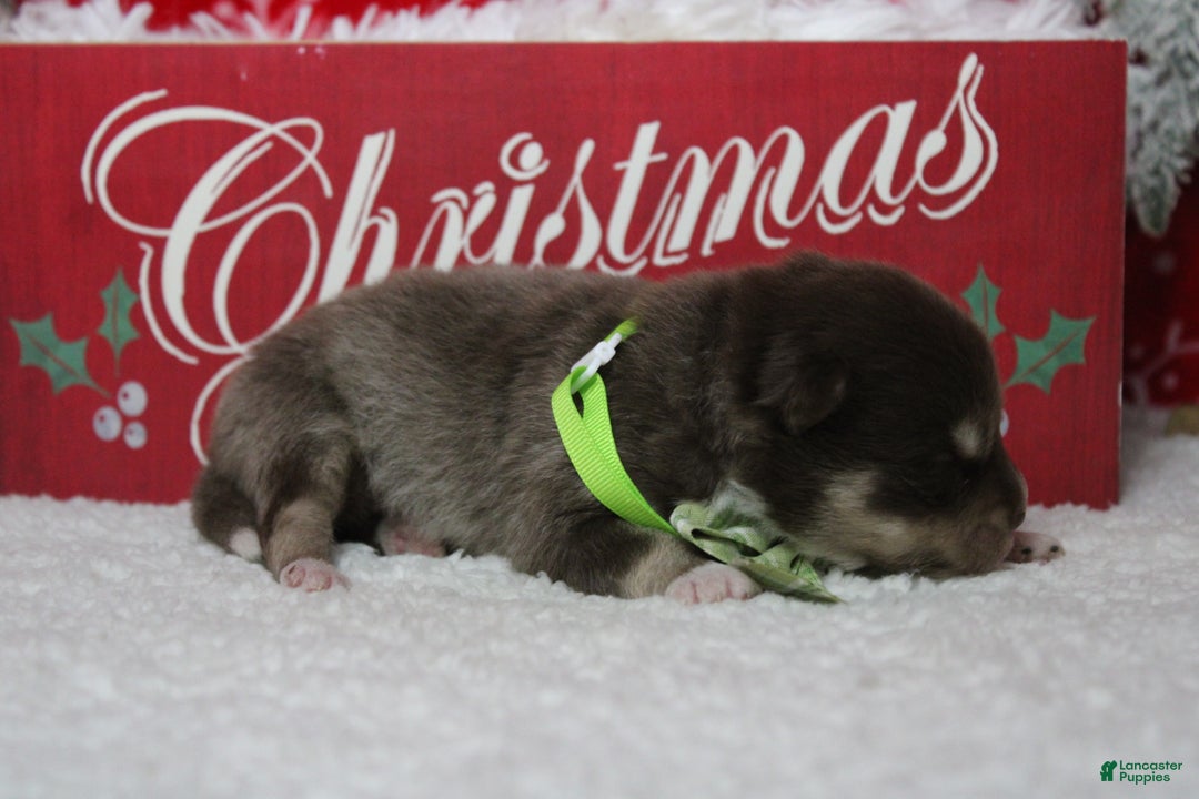 Pomsky dogs for sale: Duey  - Ad 2